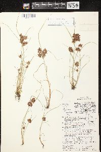 Cyperus diandrus image