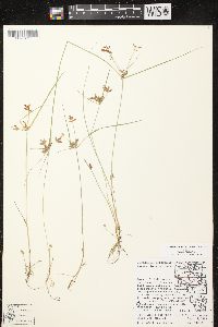 Cyperus diandrus image