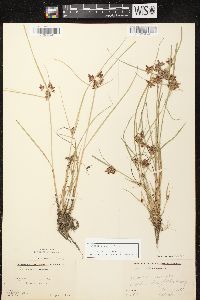 Cyperus diandrus image