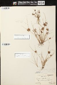 Cyperus diandrus image