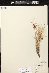 Cyperus diandrus image