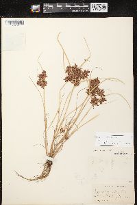 Cyperus diandrus image