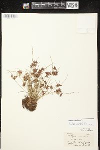 Cyperus bipartitus image