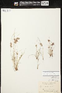 Cyperus bipartitus image