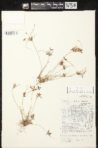 Cyperus bipartitus image