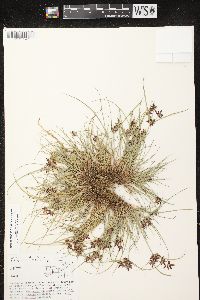 Cyperus bipartitus image