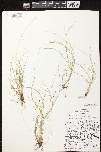 Carex radiata image