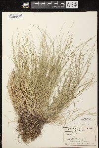 Carex radiata image