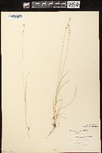 Carex radiata image