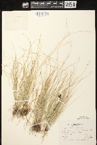 Carex radiata image