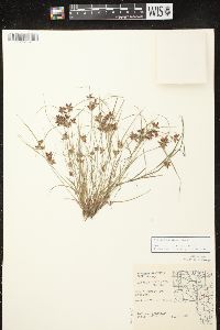 Cyperus bipartitus image