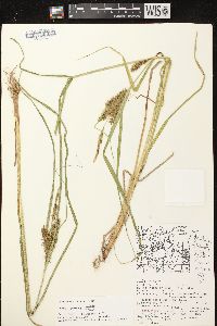 Carex retrorsa image