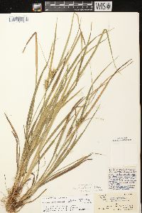 Carex retrorsa image