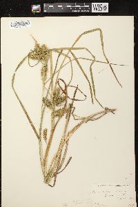 Carex retrorsa image