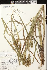 Carex retrorsa image