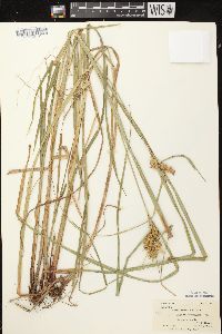 Carex retrorsa image