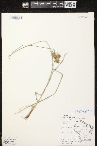 Carex retrorsa image