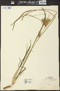 Carex retrorsa image