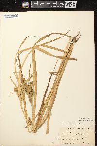 Carex retrorsa image