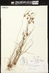 Cyperus houghtonii image