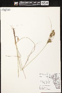 Cyperus schweinitzii image