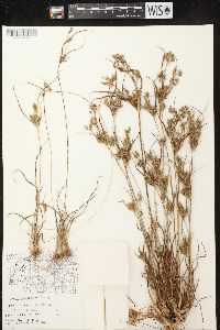 Cyperus schweinitzii image