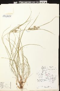 Cyperus schweinitzii image