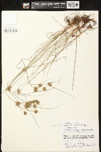 Cyperus schweinitzii image