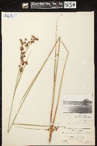 Cladium mariscoides image