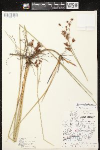 Cladium mariscoides image