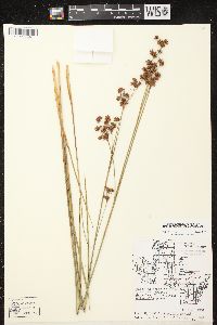 Cladium mariscoides image