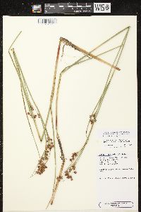 Cladium mariscoides image