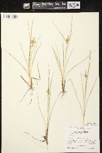 Carex viridula subsp. viridula image