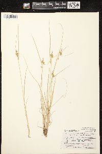 Carex viridula subsp. viridula image