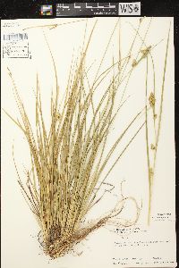 Carex viridula image