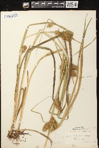 Carex retrorsa image