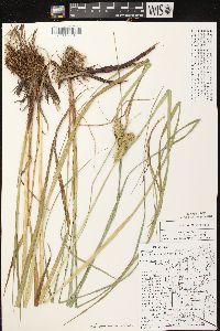 Carex retrorsa image