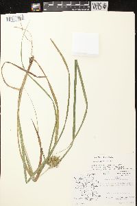 Carex retrorsa image