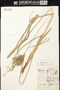 Carex retrorsa image