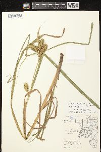 Carex retrorsa image