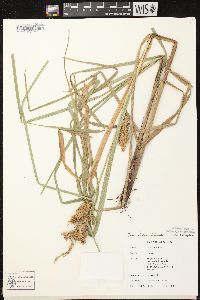 Carex retrorsa image