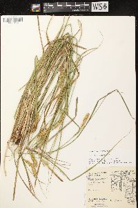 Carex vesicaria image