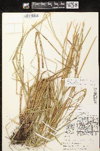 Carex vesicaria image