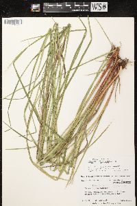 Carex vesicaria image