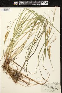 Carex vesicaria image