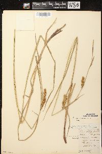 Carex vesicaria image