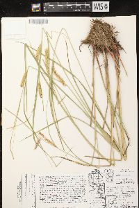 Carex vesicaria image