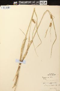 Carex vesicaria image