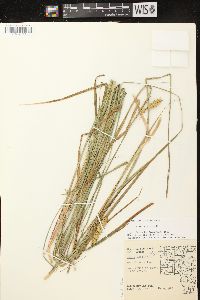 Carex vesicaria image