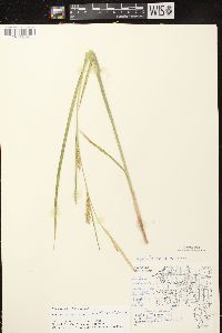 Carex vesicaria image